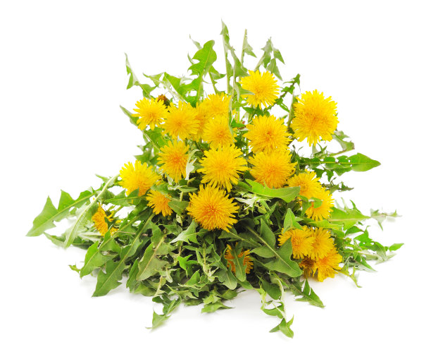 束蒲公英。图片下载