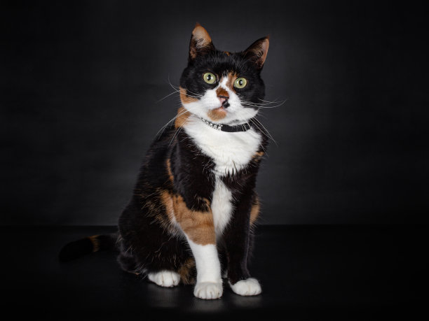 家养的龟甲猫在黑色图片下载