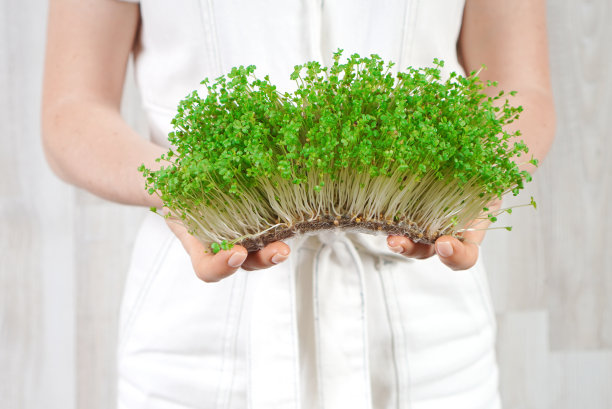 新鲜的小绿芥末在女性的手中。图片下载