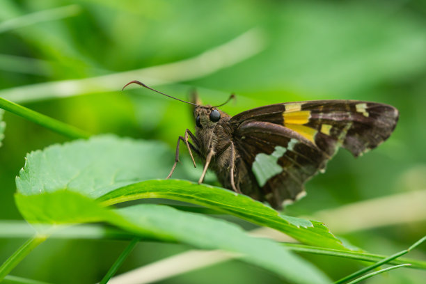 春天的银斑蝴蝶图片下载