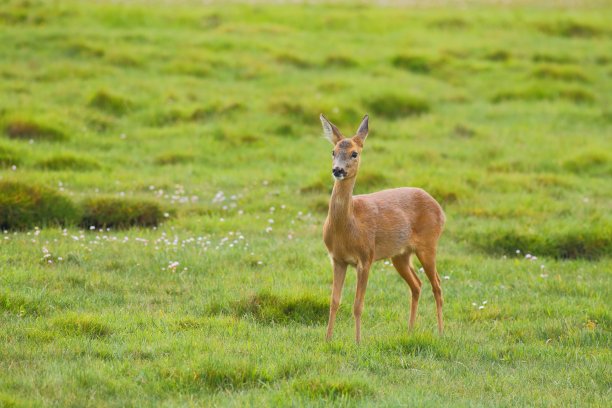 欧洲狍子图片下载