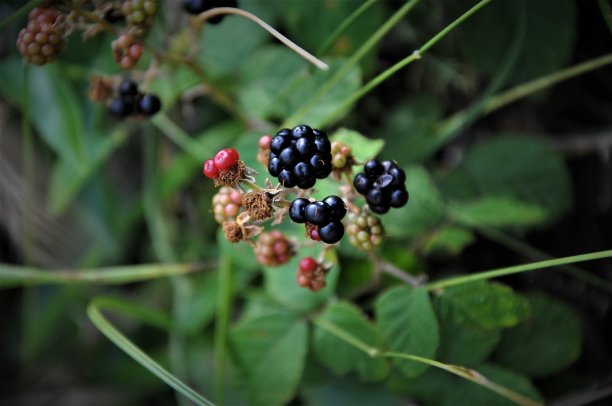 长在灌木上的野黑莓图片下载