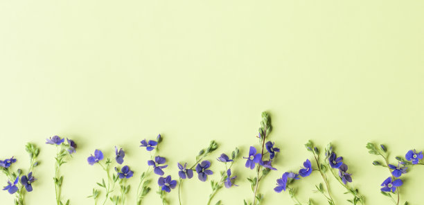 小野蓝色花在浅绿色背景上的图案。图片下载