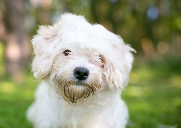 一只可爱的白色混血西施犬倾斜着头听着素材图片