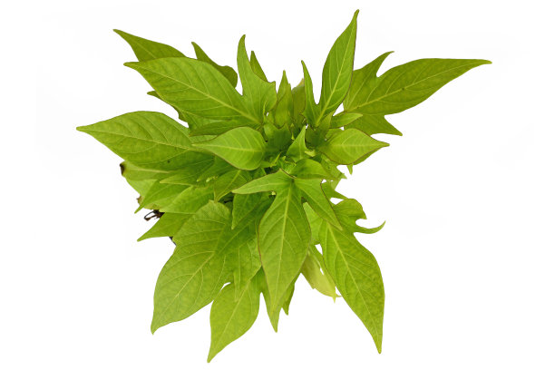 浅绿色的甘薯“甘薯”观赏藤本植物隔离在白色背景上的俯视图图片下载