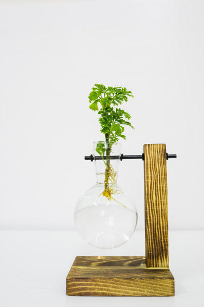 水培法树图片下载