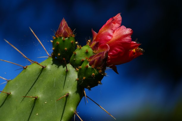 仙人掌的花图片下载