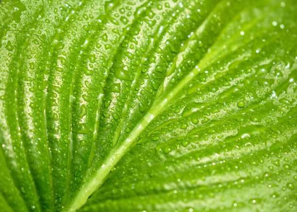 背景纹理的绿叶与露珠。图片下载