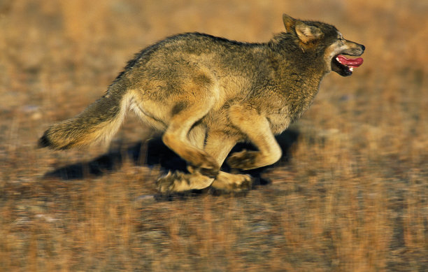 北美灰狼，成年奔跑，加拿大图片下载