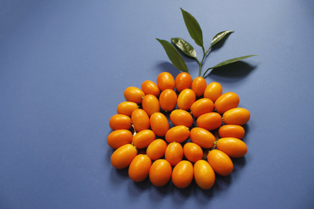 金桔或金桔，呈圆形，背景为蓝色。俯视图图片下载