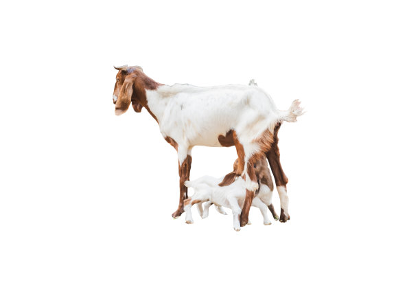 小山羊喝的牛奶从母亲在农场隔离白色图片下载