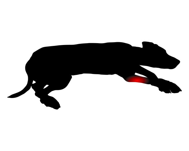 前腿疼痛的狗图片下载