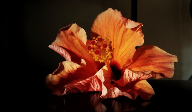 橙色芙蓉图片下载