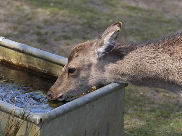 梅花鹿(鹿茸)图片下载