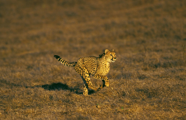 印度豹，成年奔跑，肯尼亚图片下载