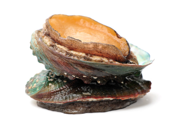 生的鲍鱼图片下载