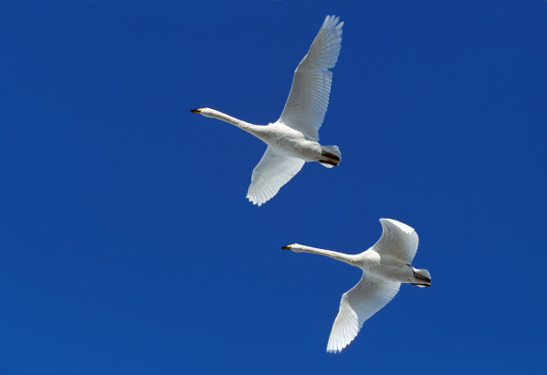日本北海道岛的大天鹅，成年天鹅在飞行中图片下载