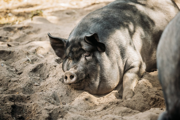 在农场院子的沙子里睡觉的大黑猪。养猪业就是饲养家养的猪。它是畜牧业的一个分支。猪主要作为食物饲养(猪肉，熏肉，火腿图片下载