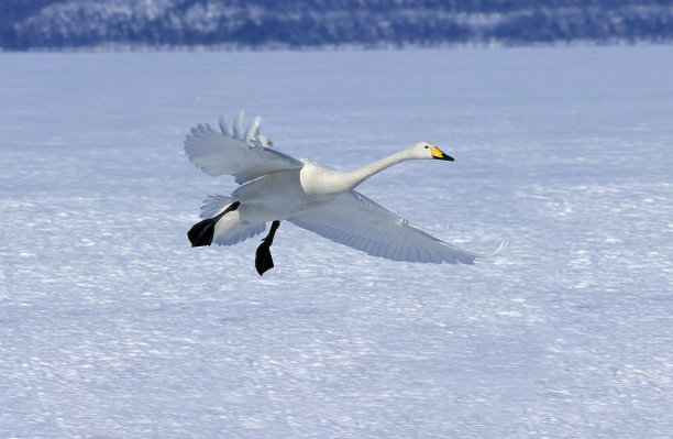 日本北海道岛的大天鹅，成年飞行中的大天鹅图片下载