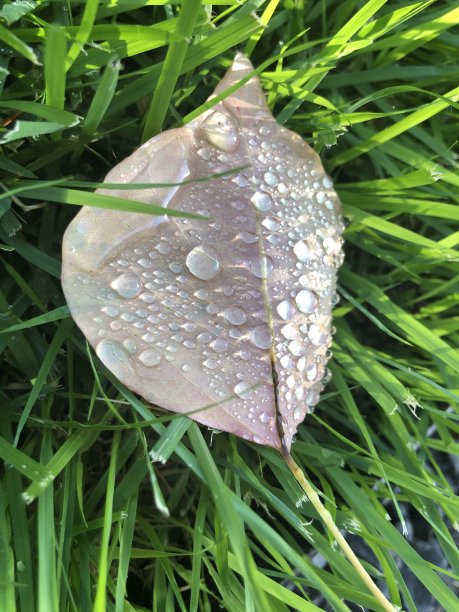 近距离的绿叶草与大水滴在它图片下载