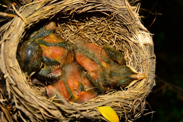 这是三只知更鸟生命的第三天图片下载