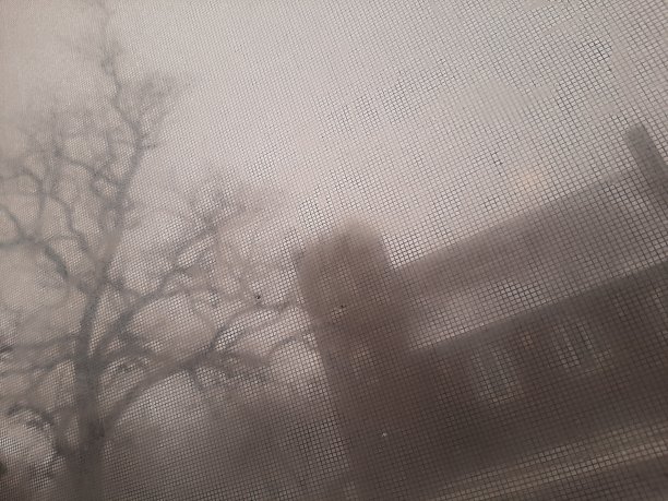 模糊树图片下载