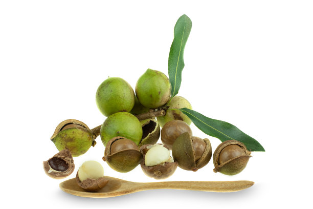 一组去皮和未去皮的澳洲坚果，白色背景图片下载