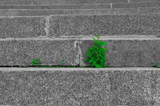 长在花岗岩上的小树。生态的概念。图片下载