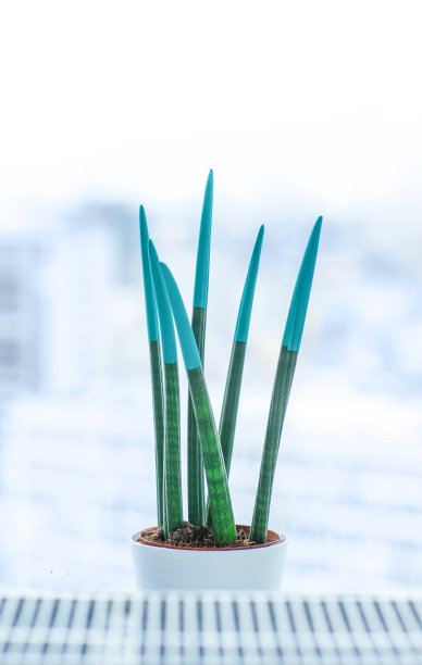 装饰性的植物在窗台上的白色花盆里。城市以外的观点。图片下载