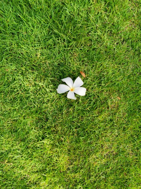 草坪上开着鸡蛋花图片下载