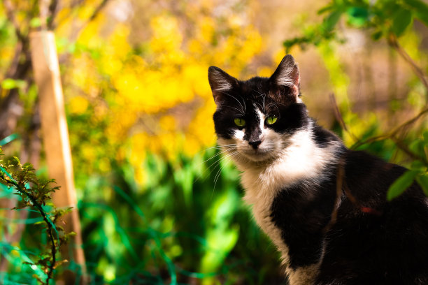 猫坐在一个花花园，肖像，照片与美丽的灯光与光线图片下载