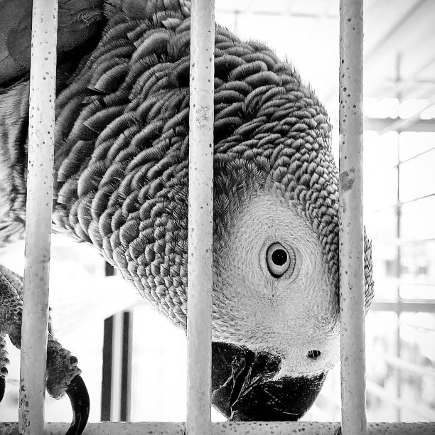 银色的眼睛图片下载