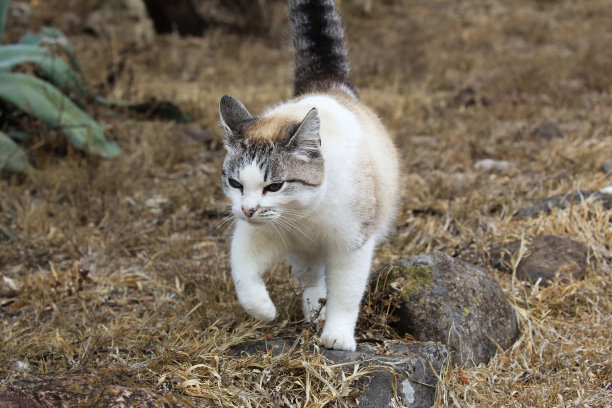 墨西哥圣米格尔德阿连德公园里的流浪猫。图片下载