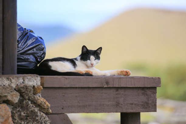 在智利东岛的甲板上休息的家猫。图片下载
