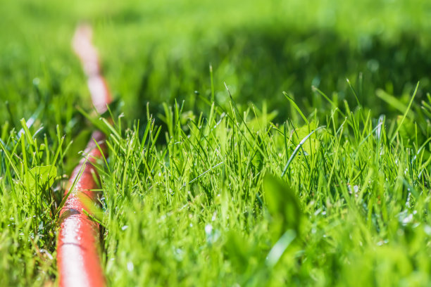 花园。橙色软管在草地上。浇花图片下载