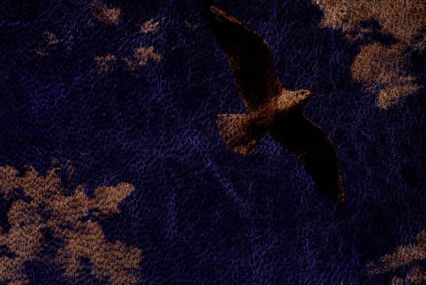 动物鸟海鸥在皮革合成图片下载