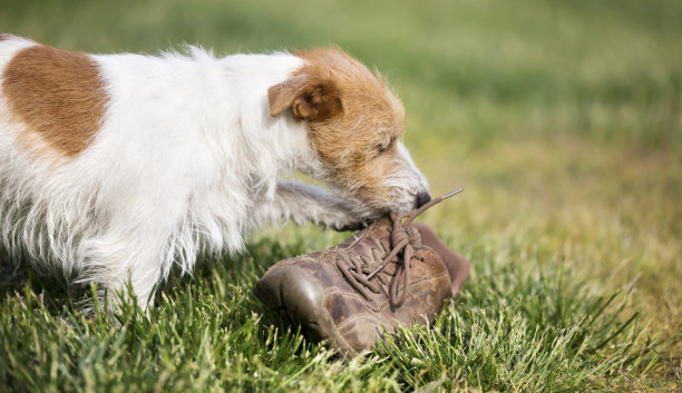 顽皮的小狗用嚼鞋走路，宠物训练概念图片下载