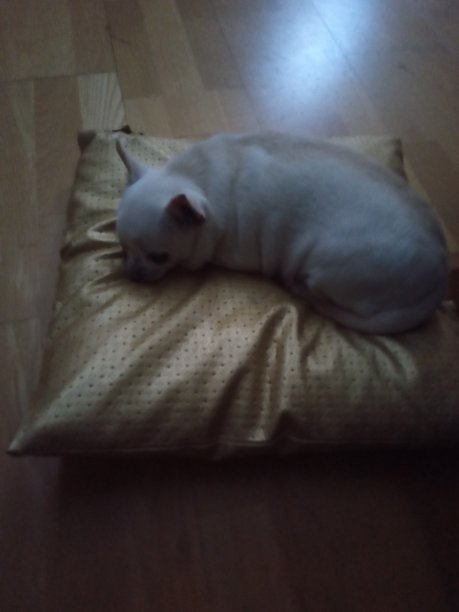 金垫子上的吉娃娃图片下载