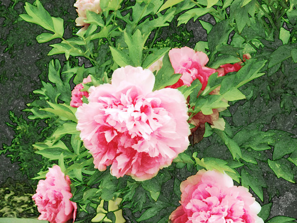 花丛中盛开着粉红色的牡丹图片下载