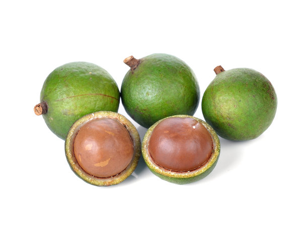 白色背景上的新鲜澳洲坚果图片下载