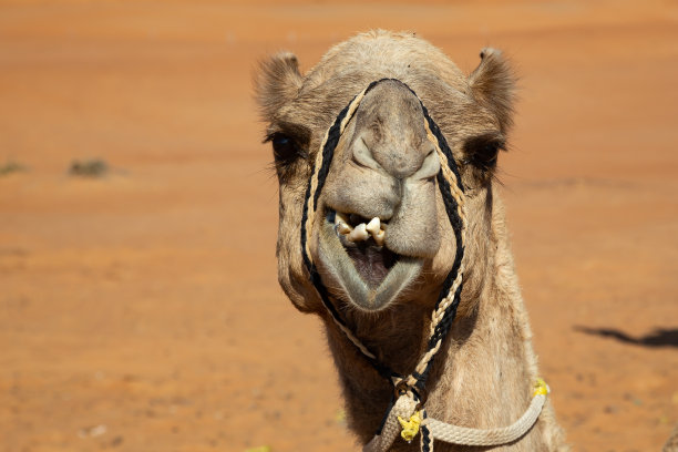 阿曼瓦希巴沙漠单峰骆驼正面人像，露出弯曲的牙齿图片下载