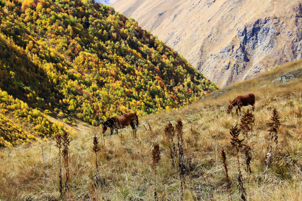蝴蝶在花和植物上，自然和野生动物，昆虫生命，绿色背景。图片下载