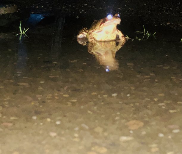 花园的青蛙图片下载