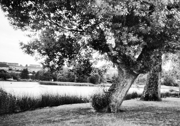 阳光明媚的日子，河边的树图片下载