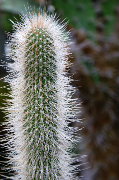 花园里长有刺的长方形仙人掌，绿色高大图片下载