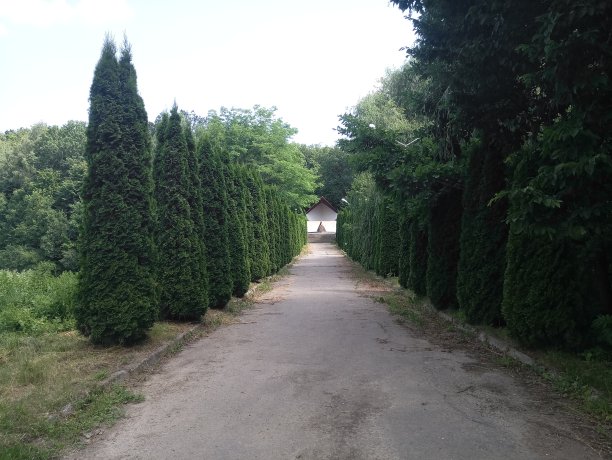 夏日公园的楼梯图片下载