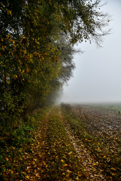 雾中的森林，数码照片图片为背景图片下载
