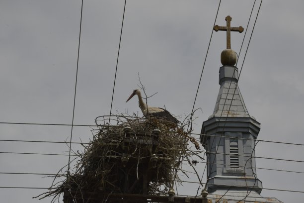 鹳在钟楼旁筑巢图片下载