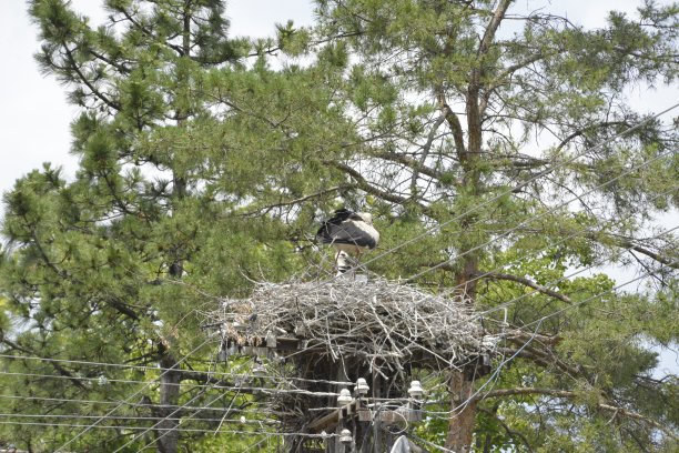 鹳在树顶旁边的一根电线杆上筑巢图片下载