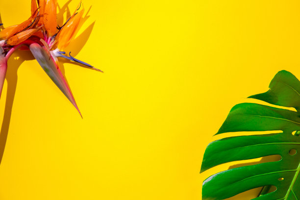 热带植物的背景。黄色背景上的热带植物。平躺素材图片